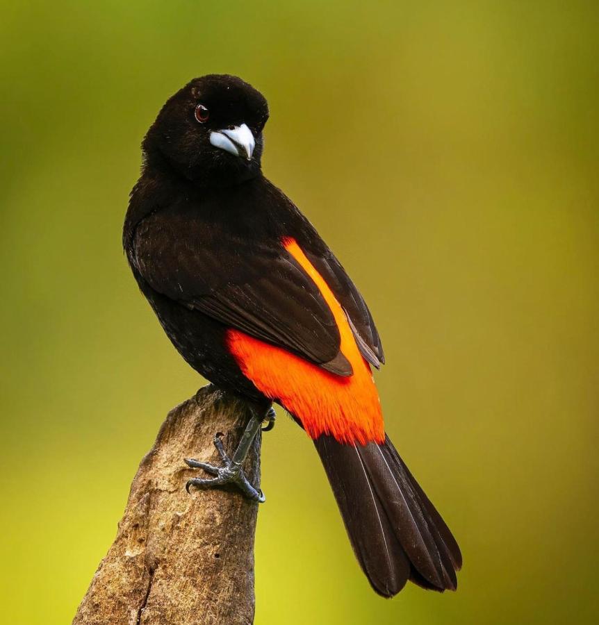 Casita El Sonido De Las Aves Uvita Exteriér fotografie